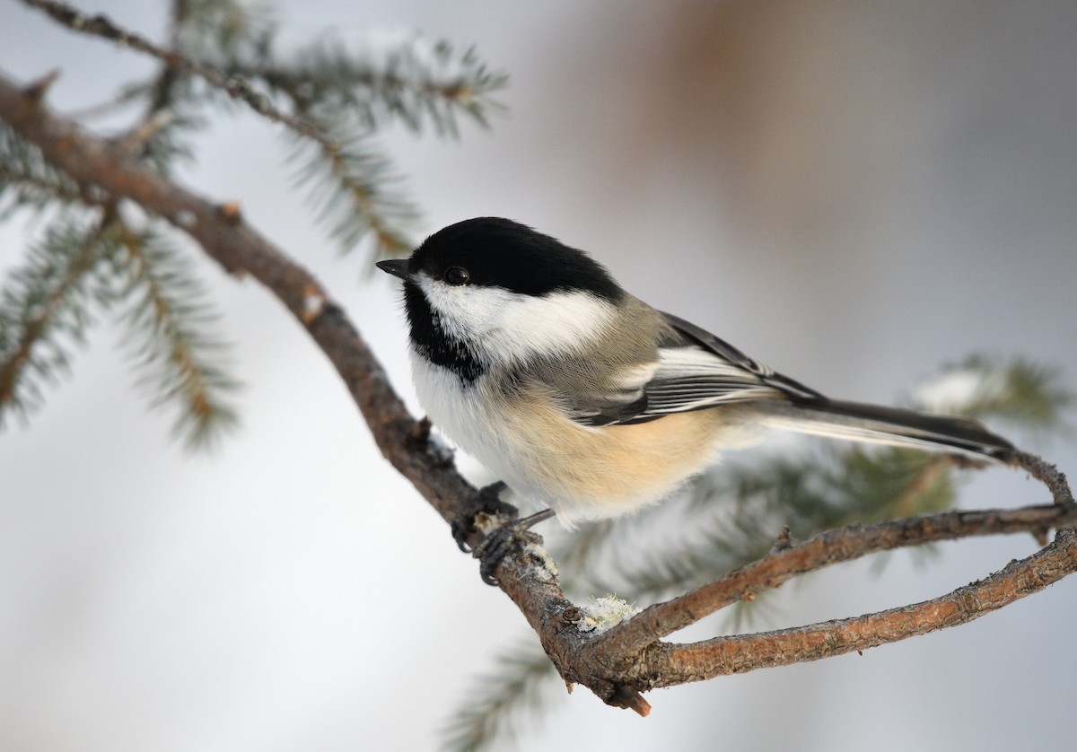 Black-capped Chickadee - ML612009338