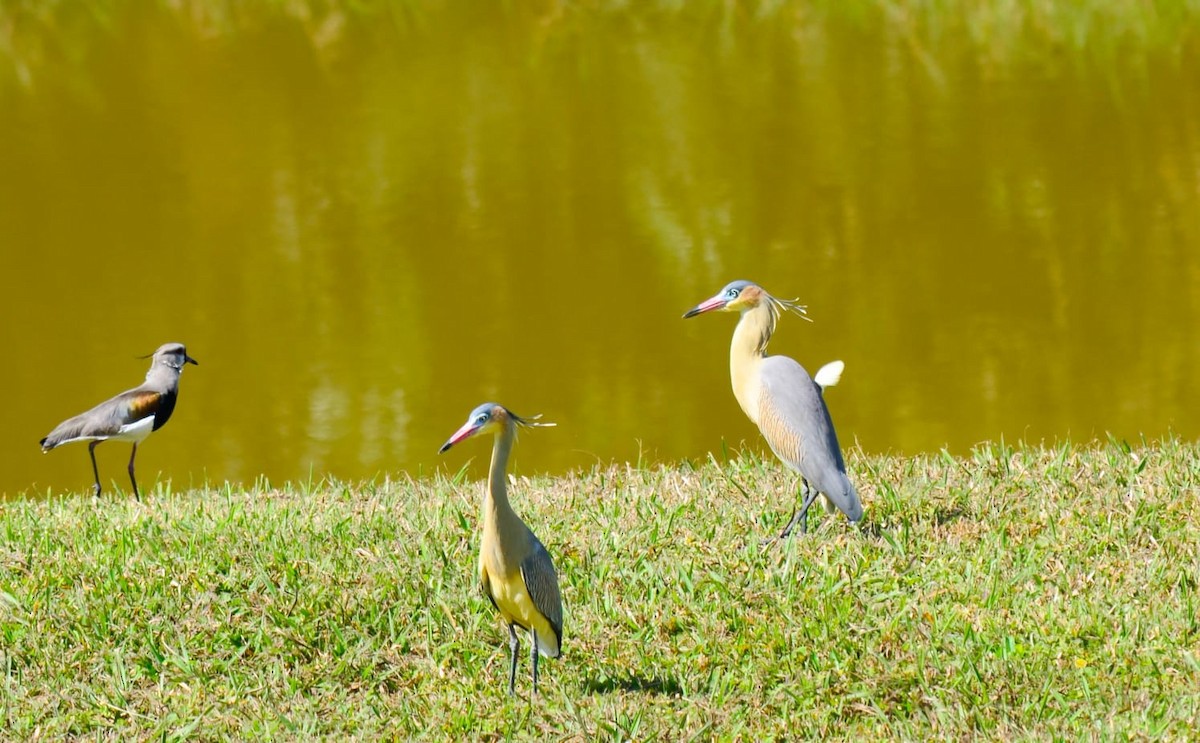 Whistling Heron - ML612009427