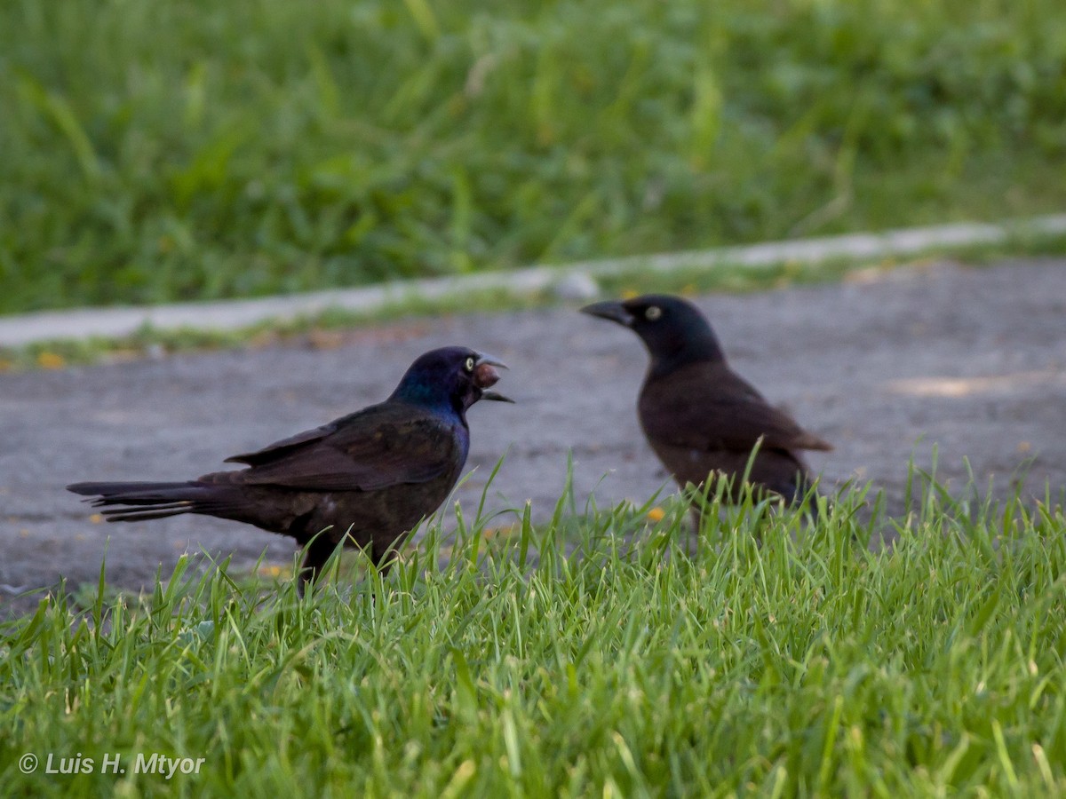 Гракл пурпуровошиїй (підвид versicolor) - ML612009429