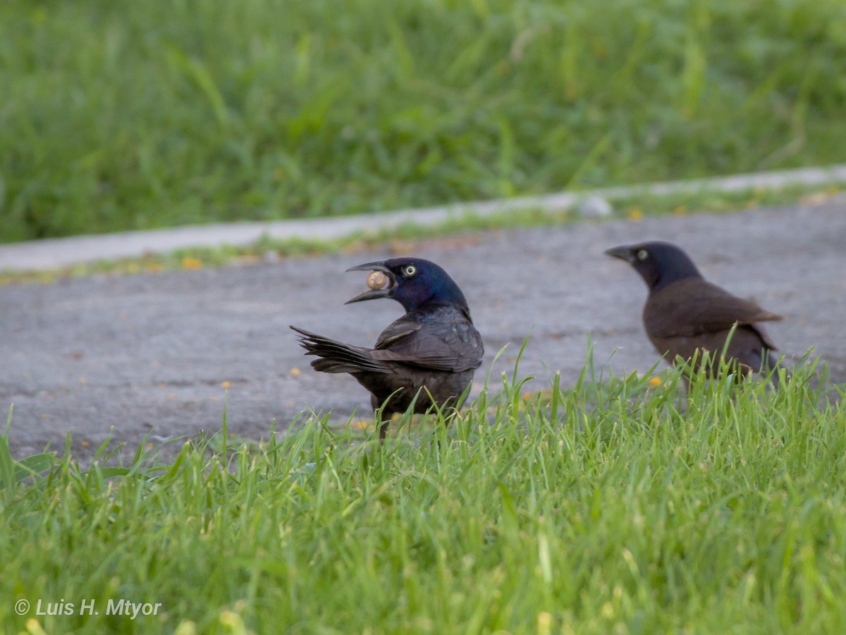 Гракл пурпуровошиїй (підвид versicolor) - ML612009430