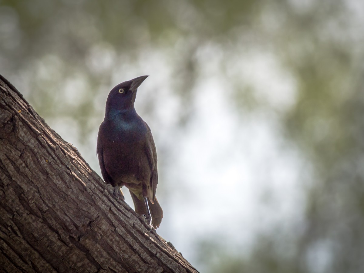 Гракл пурпуровошиїй (підвид versicolor) - ML612009444