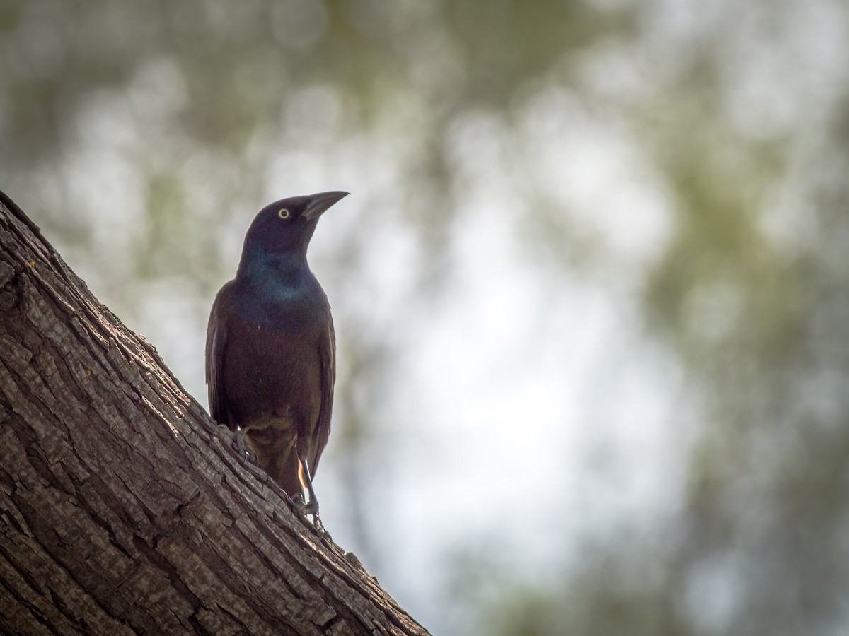 Гракл пурпуровошиїй (підвид versicolor) - ML612009445