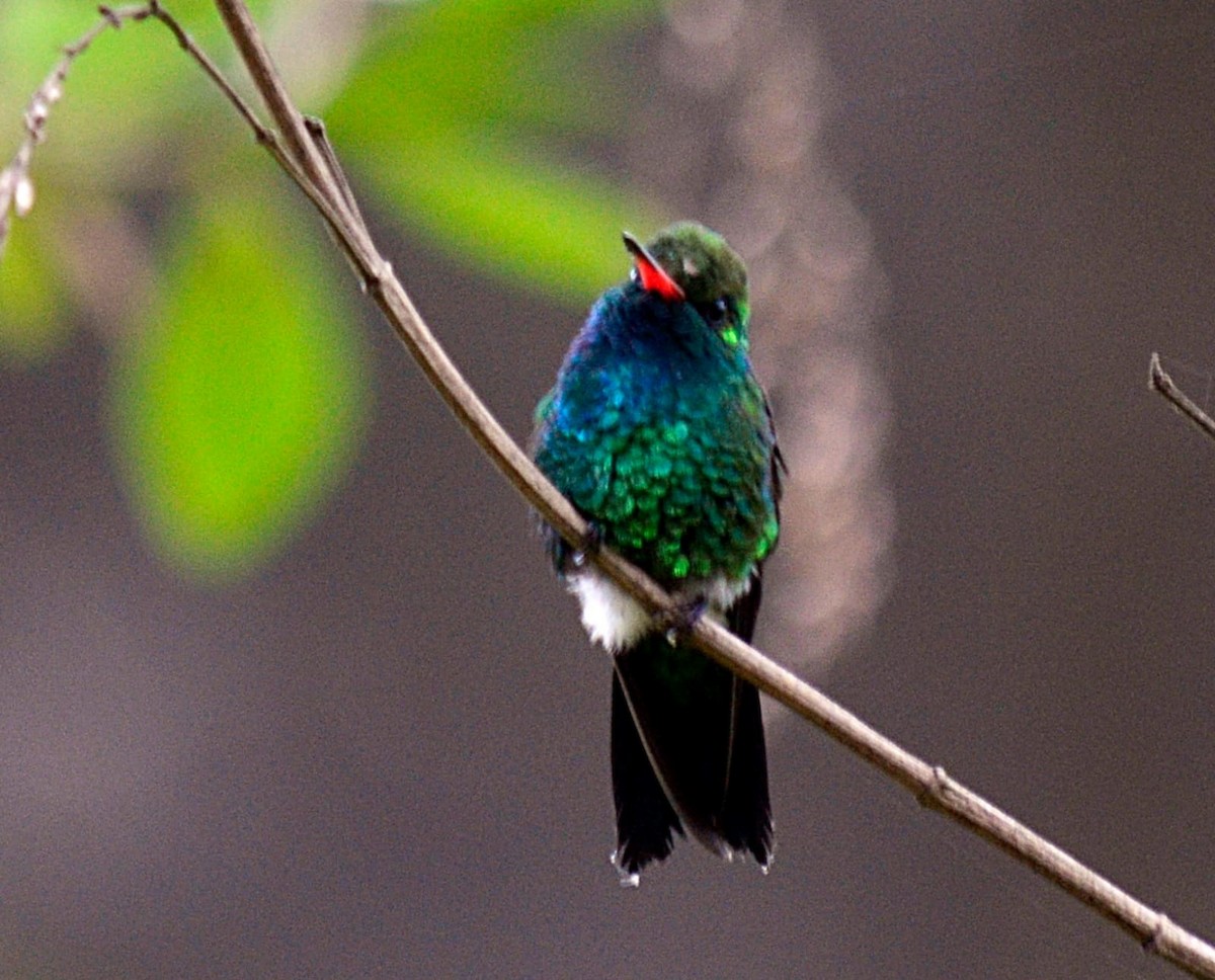 kolibřík lesklobřichý - ML612009472