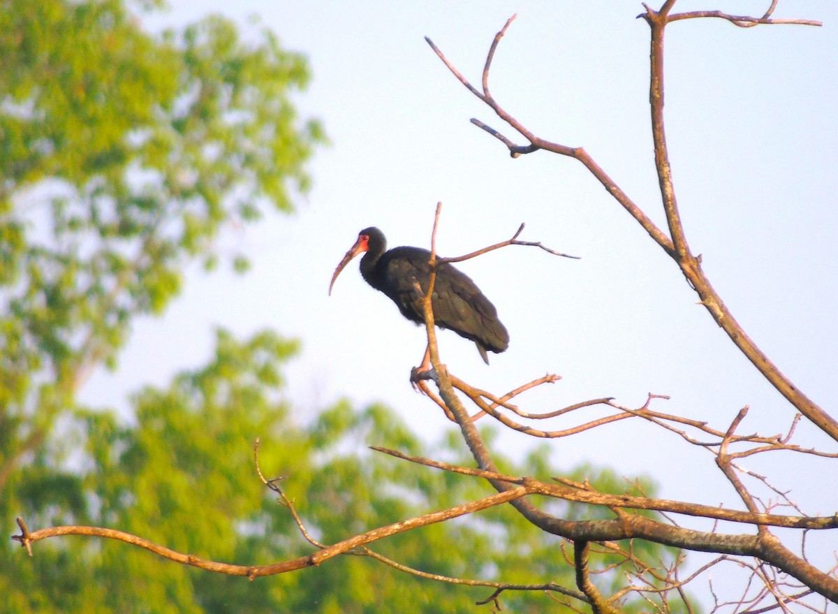 Bare-faced Ibis - ML612009473