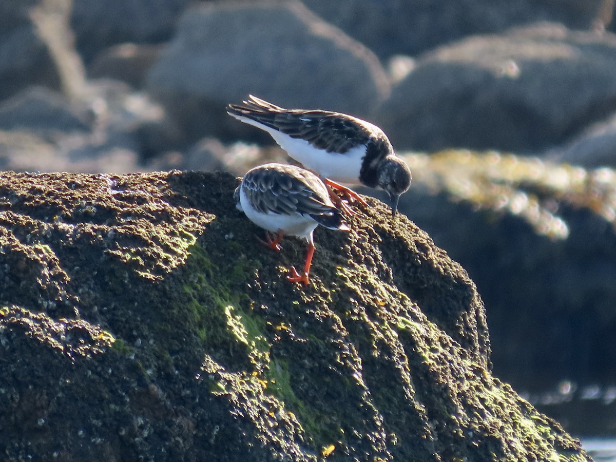 Ruddy Turnstone - ML612009484