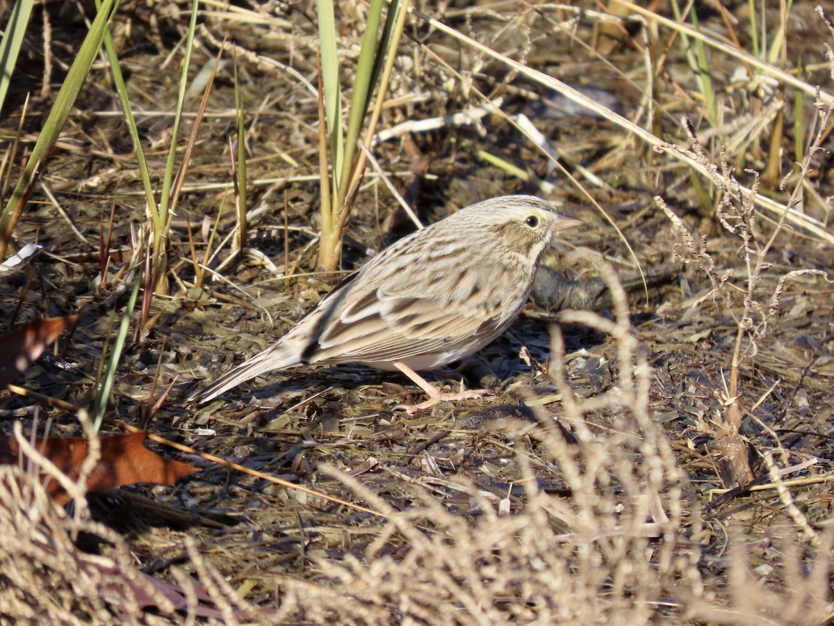 Savannah Sparrow (Ipswich) - ML612009493