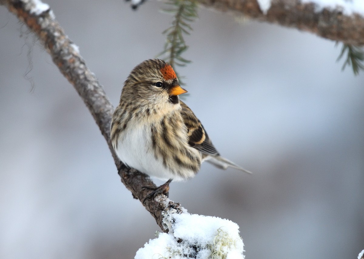 Redpoll (Common) - ML612009519