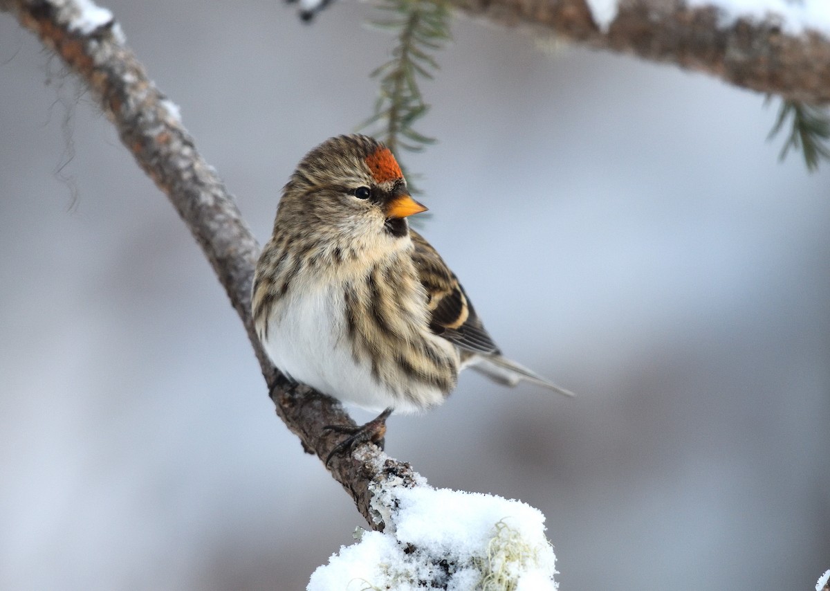 Common Redpoll - ML612009519