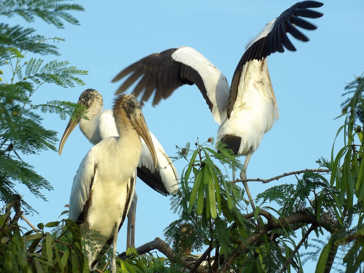 Wood Stork - ML612009631