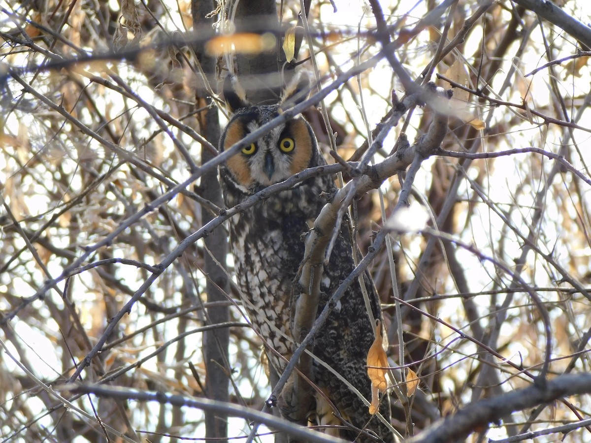 Long-eared Owl - ML612009692