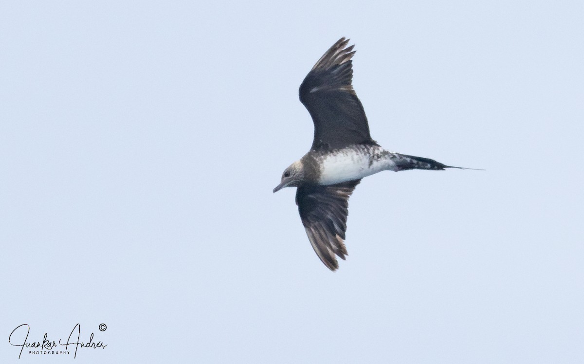 Long-tailed Jaeger - ML612009706