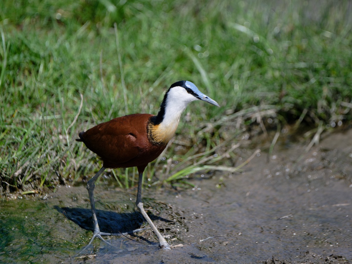 African Jacana - ML612009709