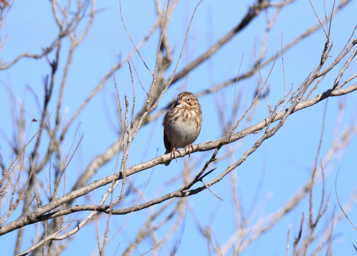 Vesper Sparrow - ML612009724