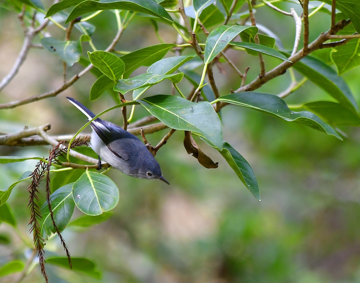 Blue-gray Gnatcatcher - James Glasson