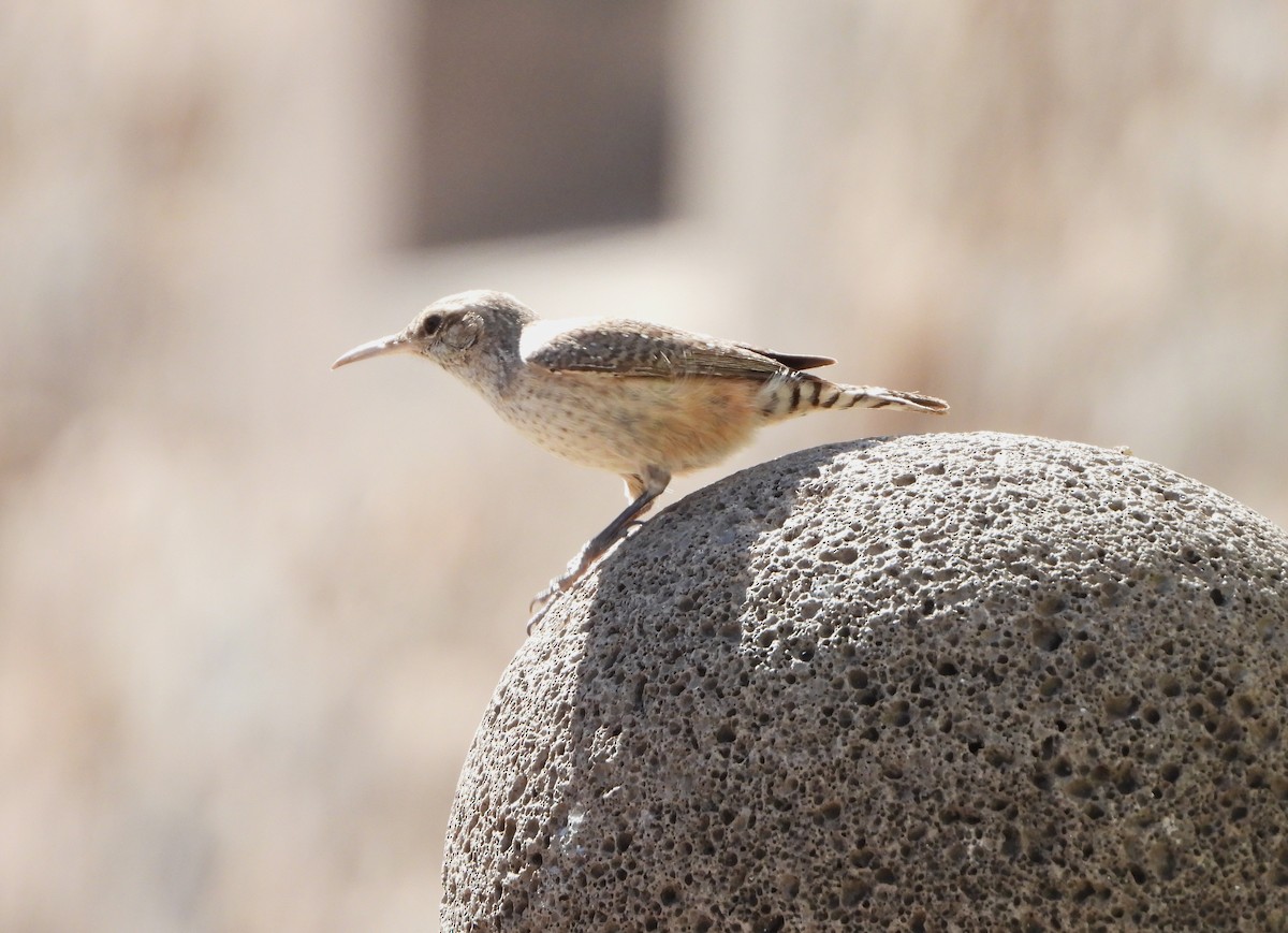 Rock Wren - Kent Davis