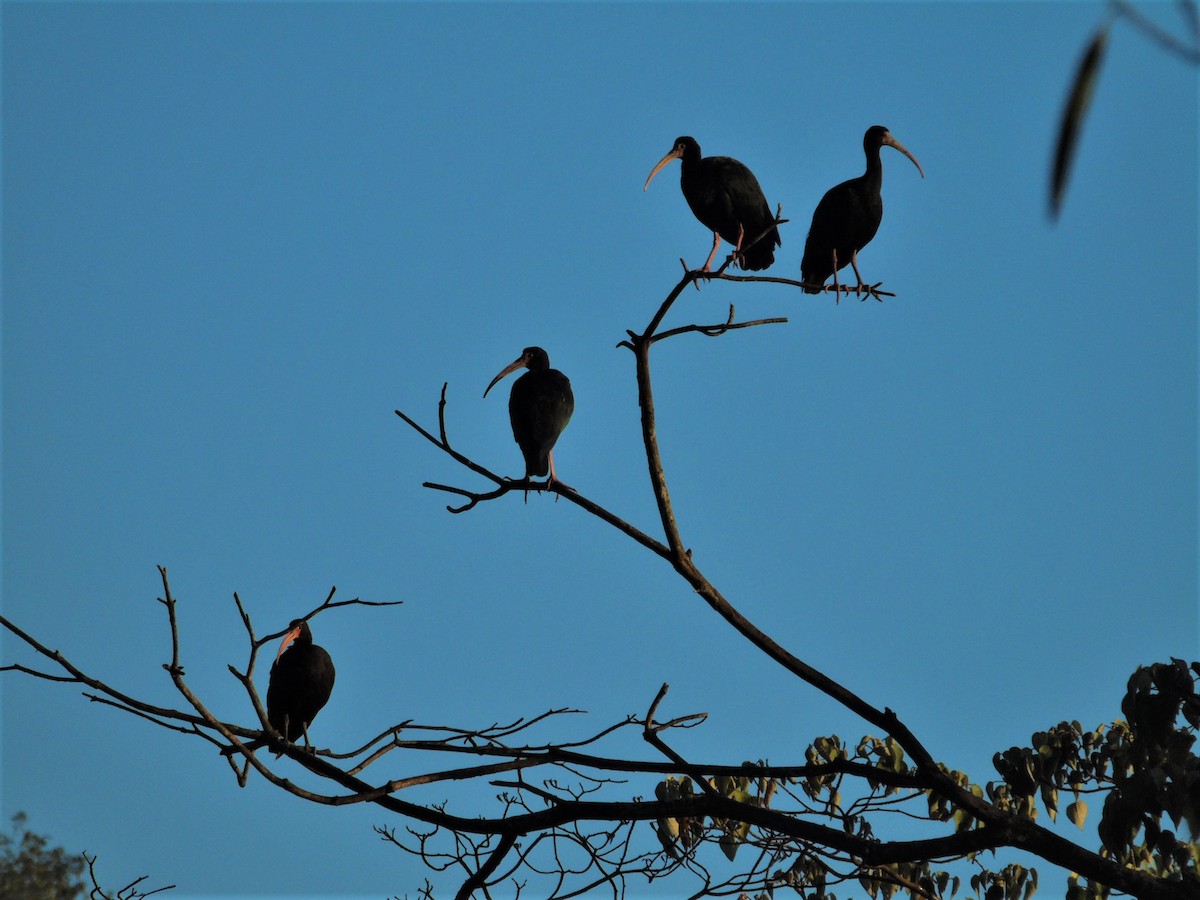 Bare-faced Ibis - ML612009785