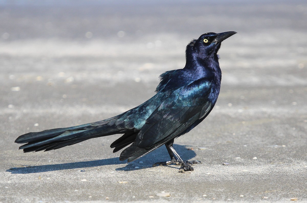 Great-tailed Grackle - ML612009815