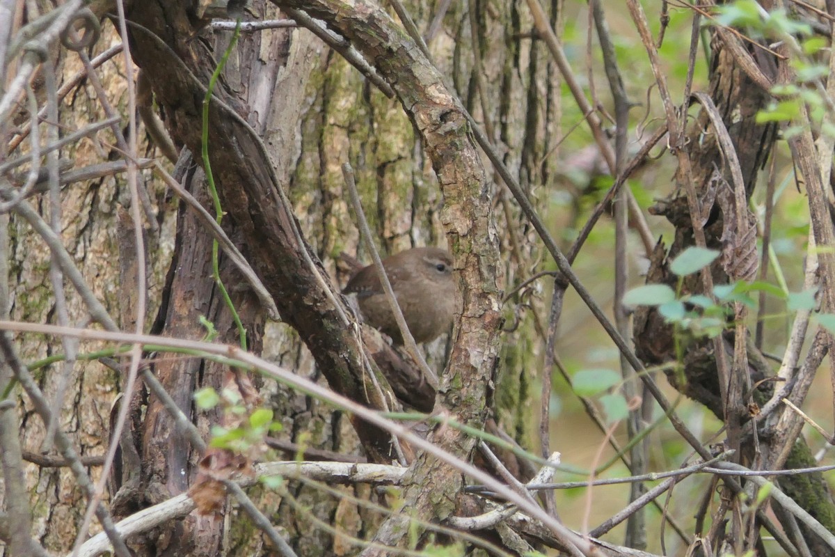 Winter Wren - ML612009848