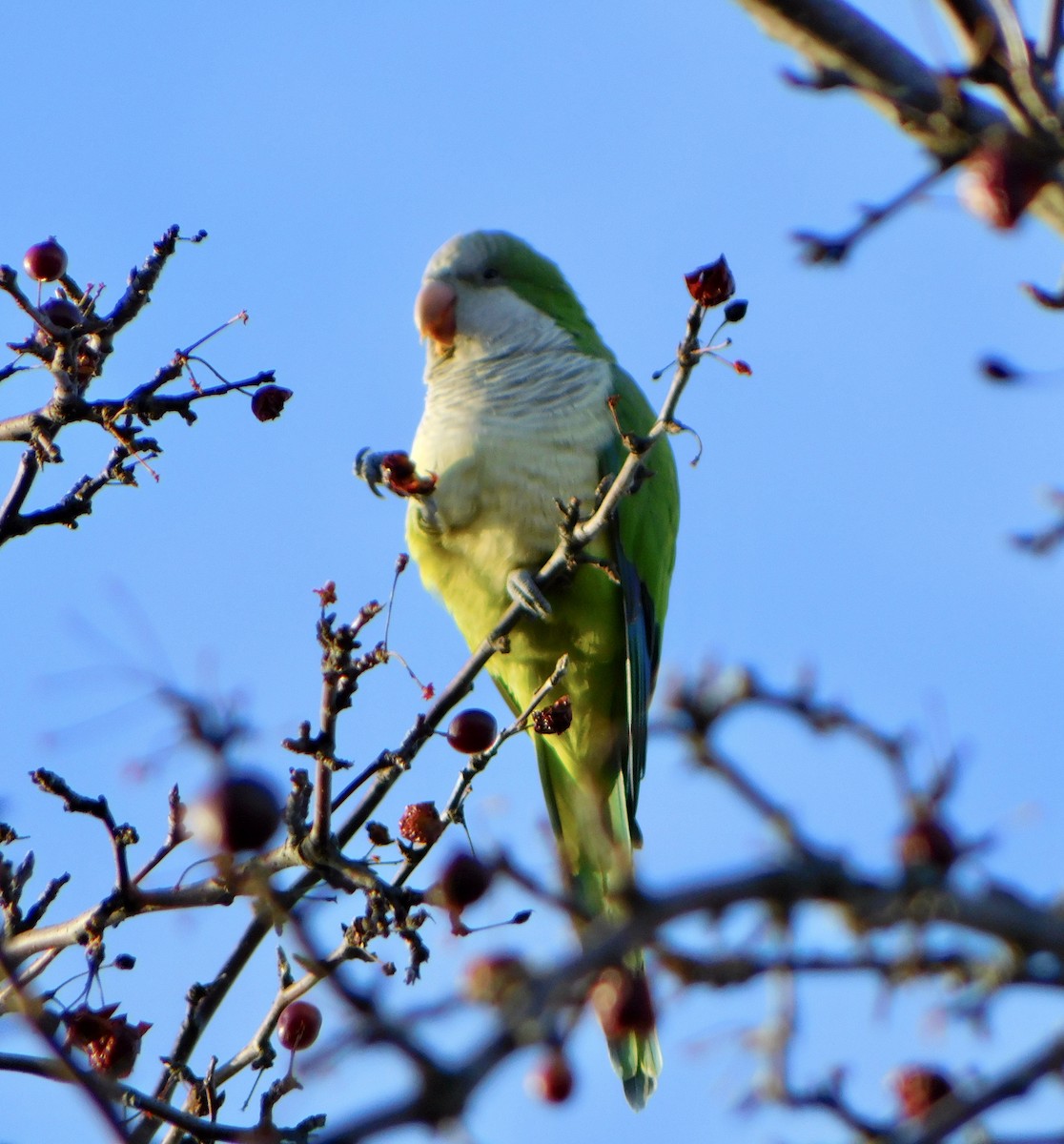 Monk Parakeet - ML612009860