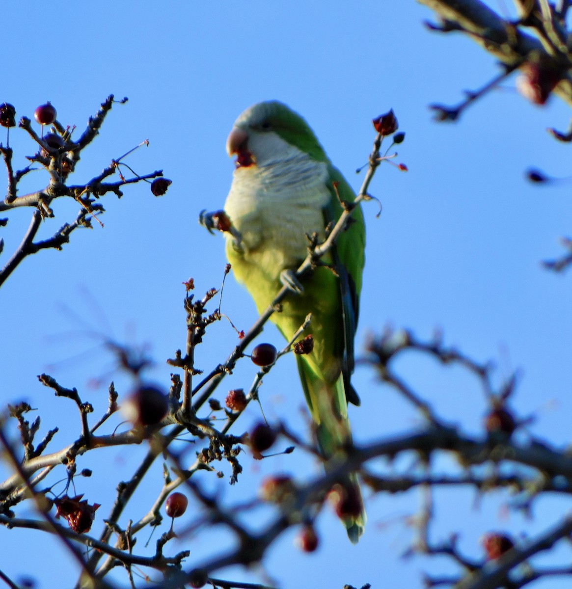 Monk Parakeet - Tim E.