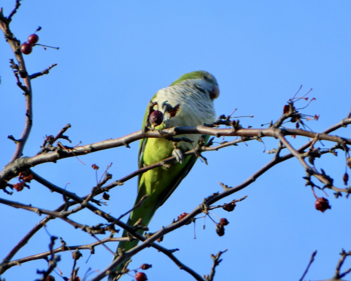 Monk Parakeet - ML612009862