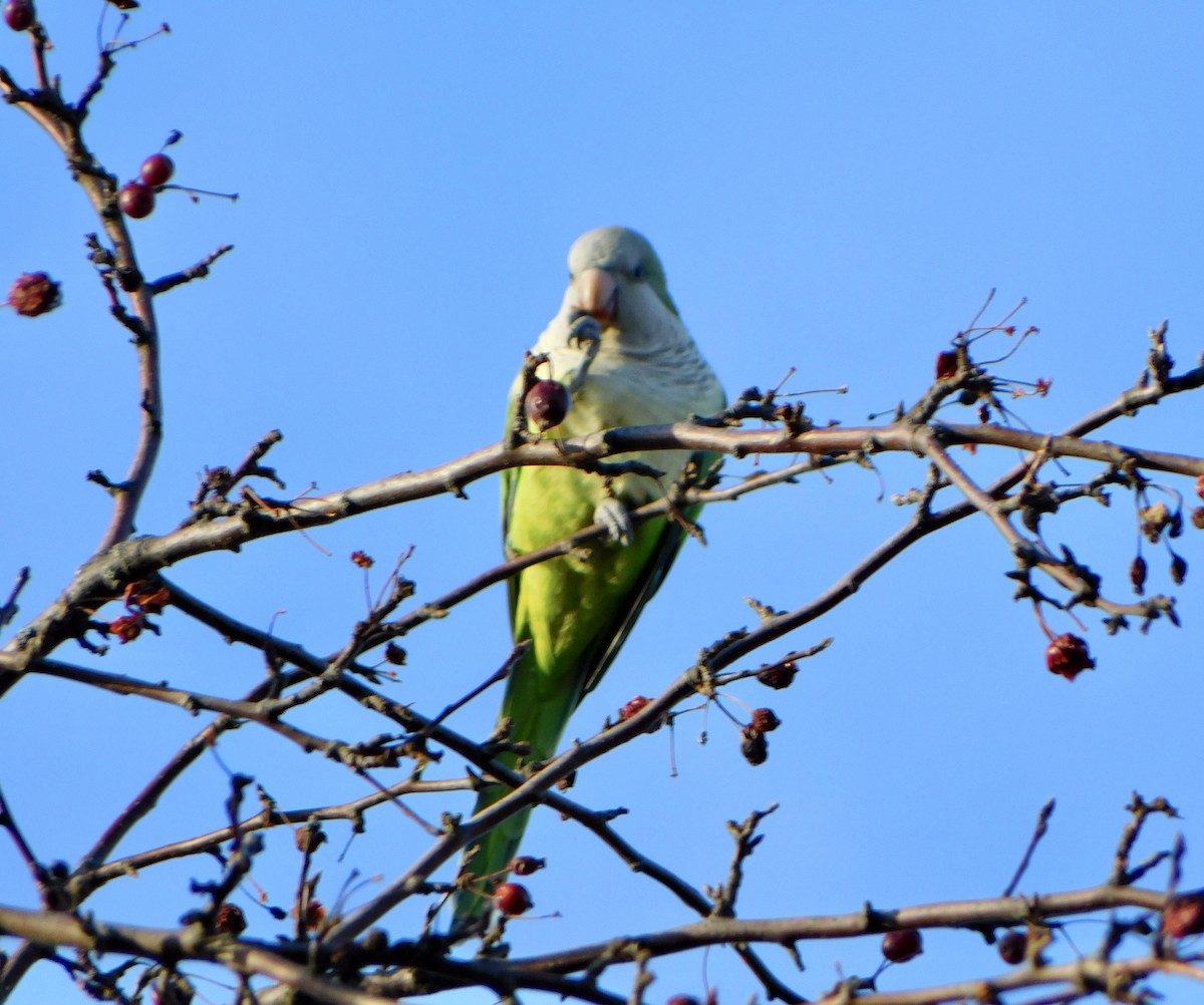 Monk Parakeet - Tim E.