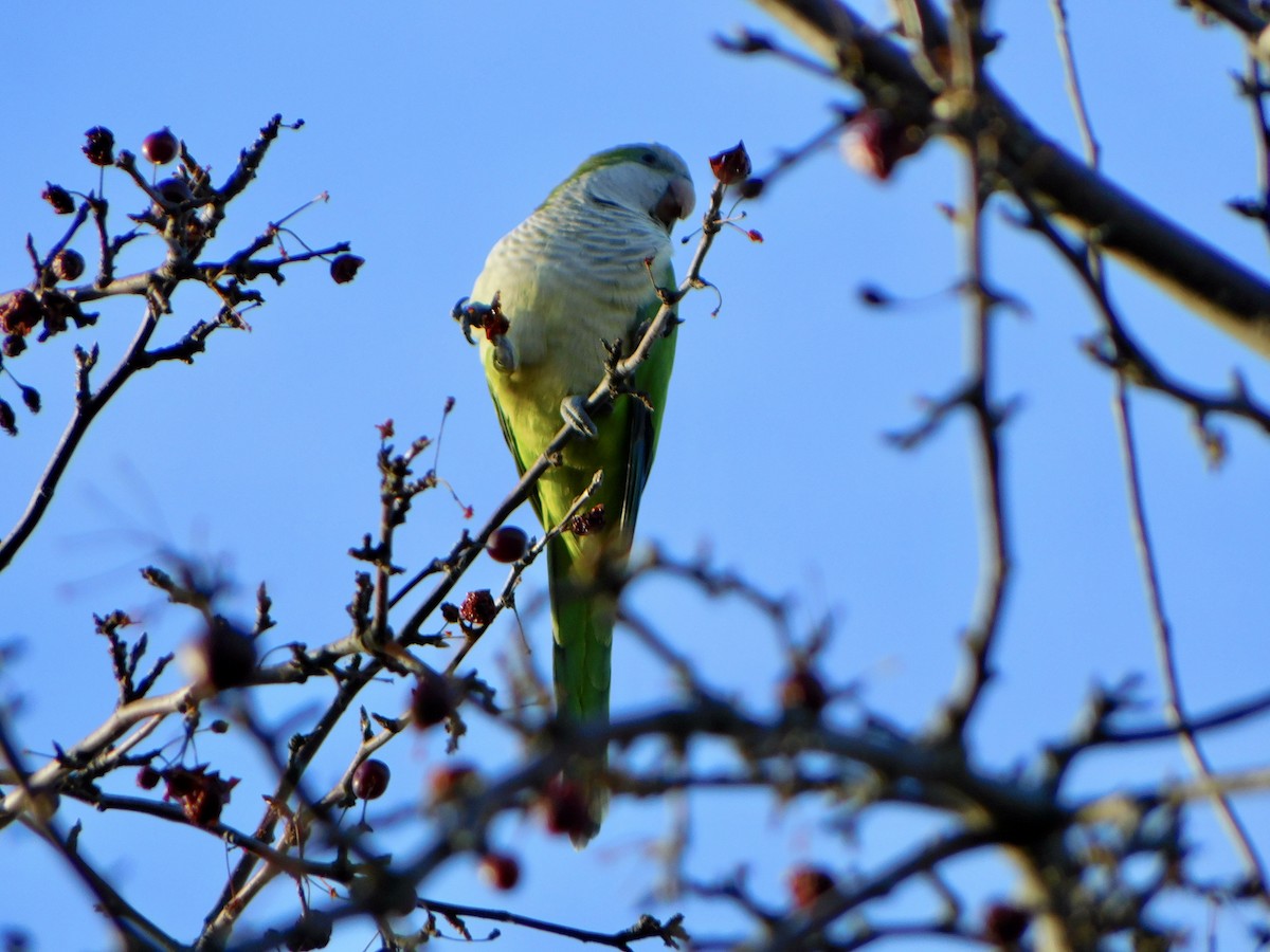 Monk Parakeet - Tim E.