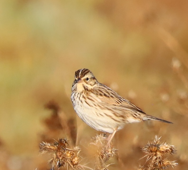 Savannah Sparrow - ML612009907