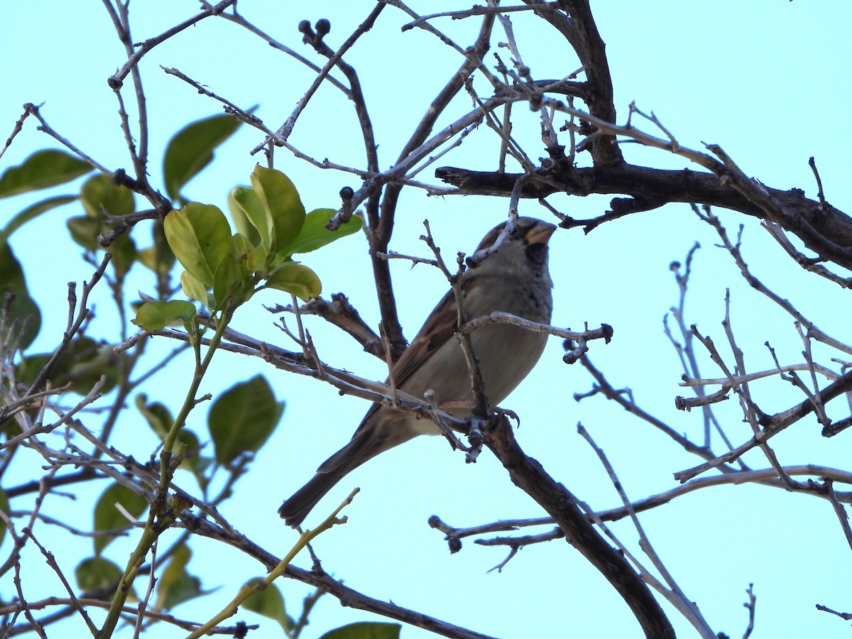 House Sparrow - Kent Davis