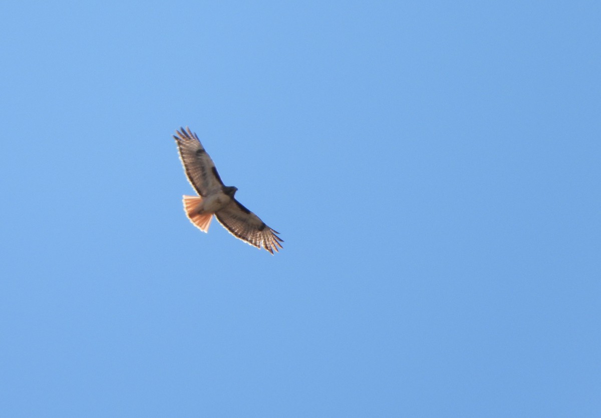 Red-tailed Hawk - Kent Davis