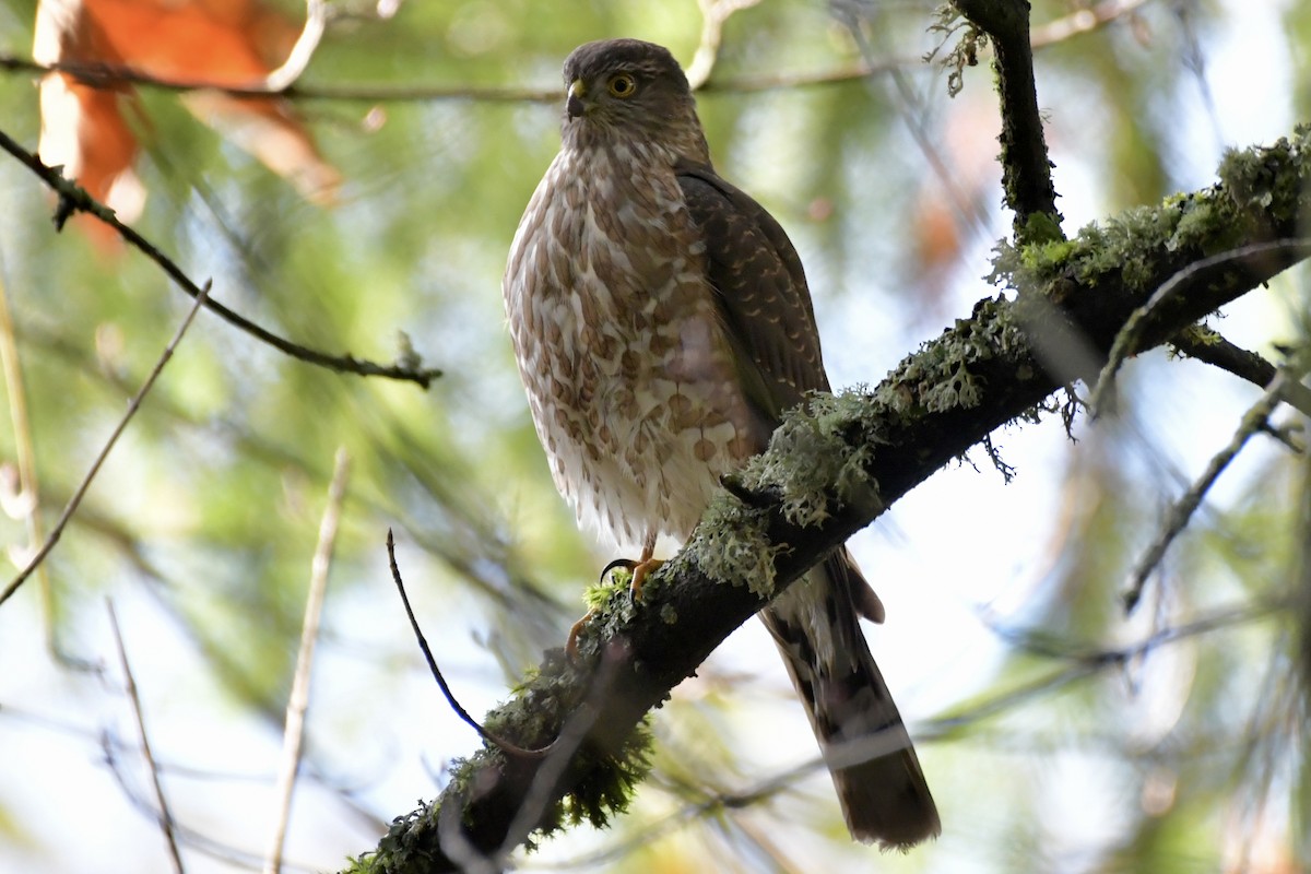 Sharp-shinned Hawk - ML612010018