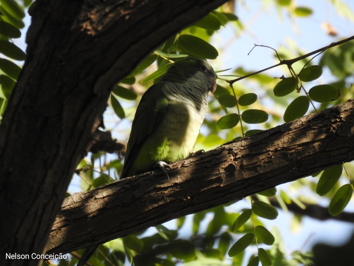 Monk Parakeet - ML612010049