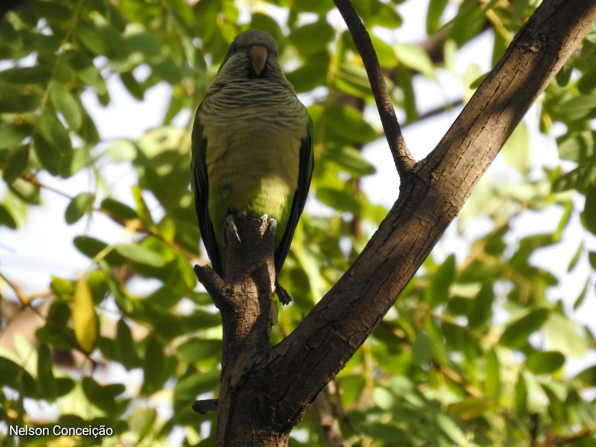 Monk Parakeet - ML612010051