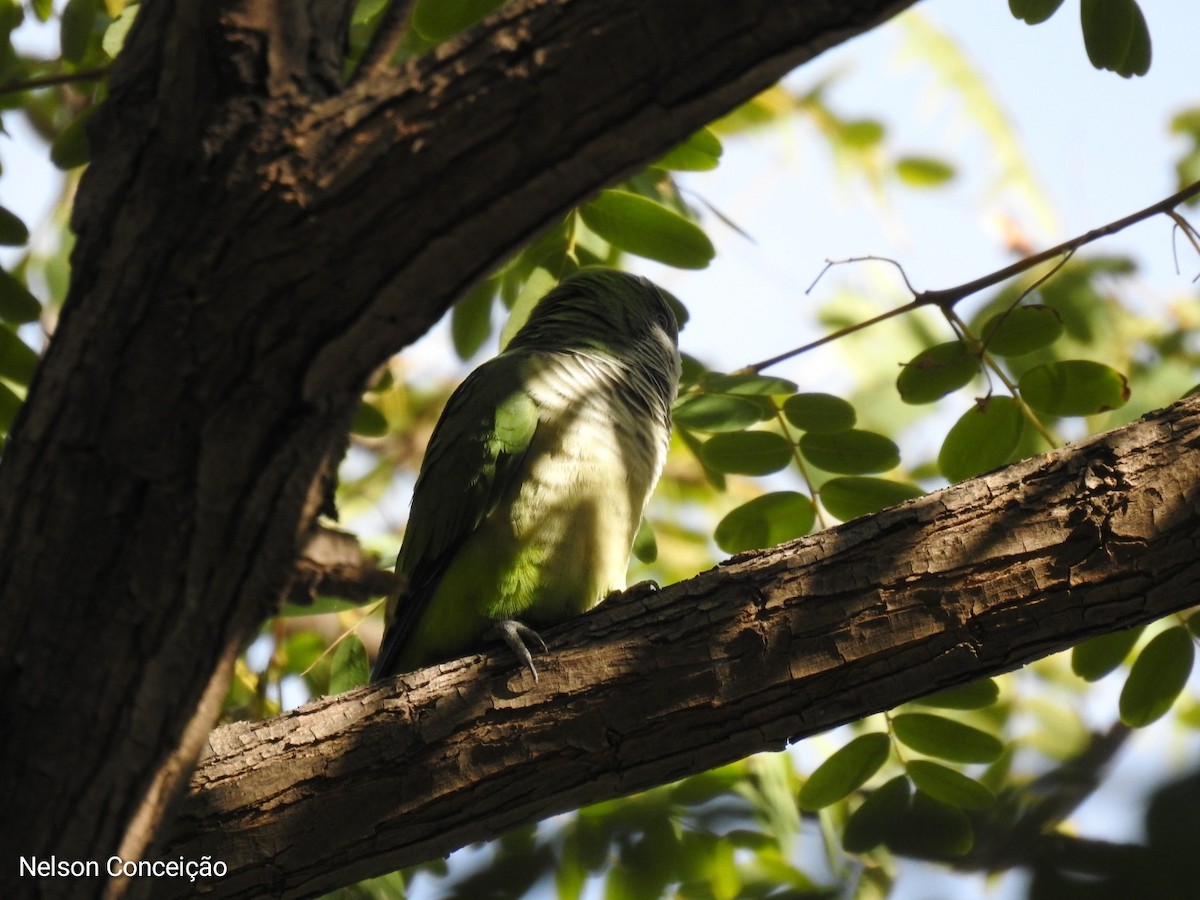 Monk Parakeet - Nelson Conceição