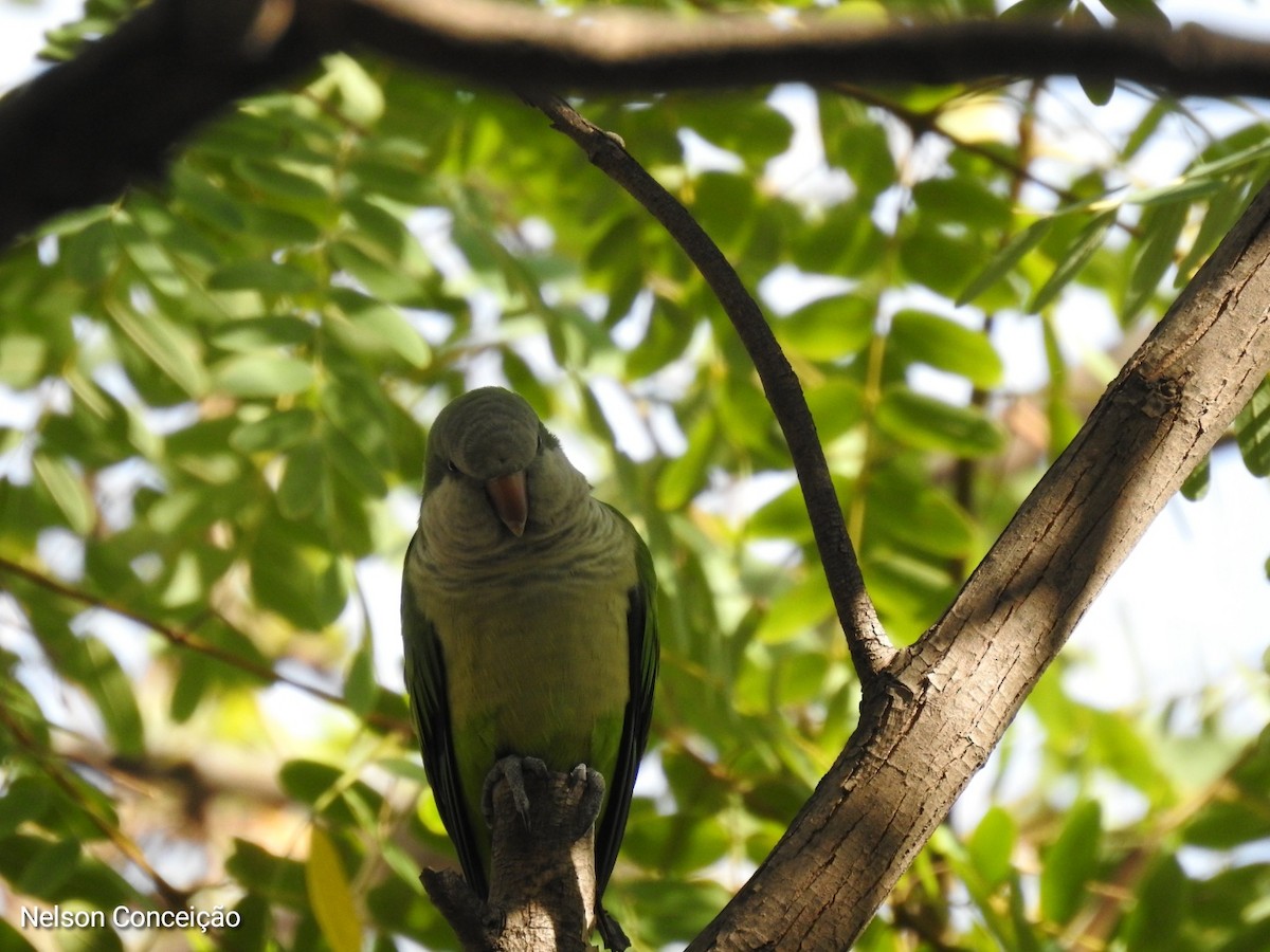 Monk Parakeet - ML612010054