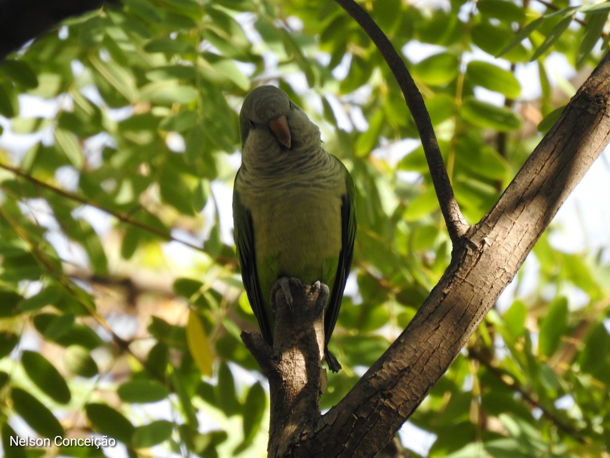 Monk Parakeet - ML612010055