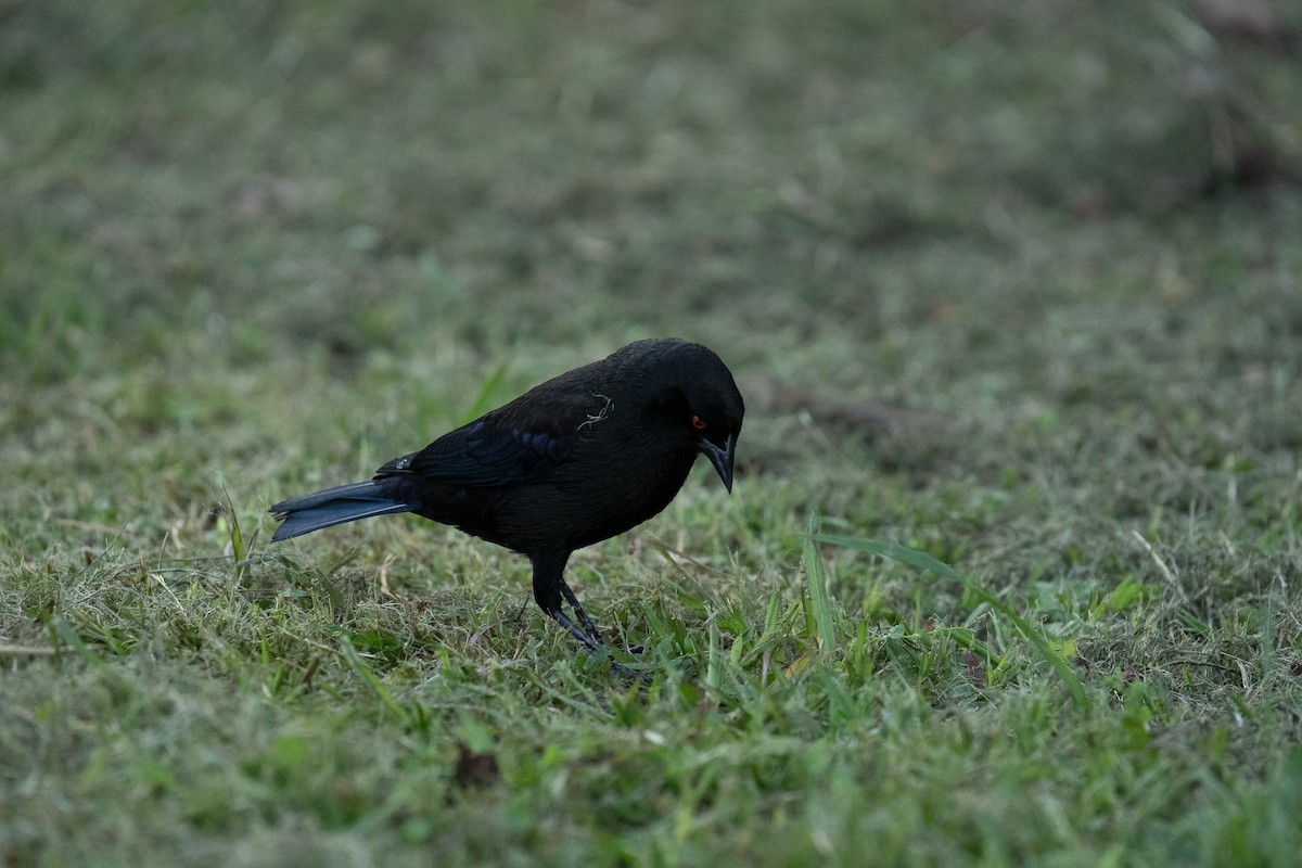 Bronzed Cowbird - ML612010076