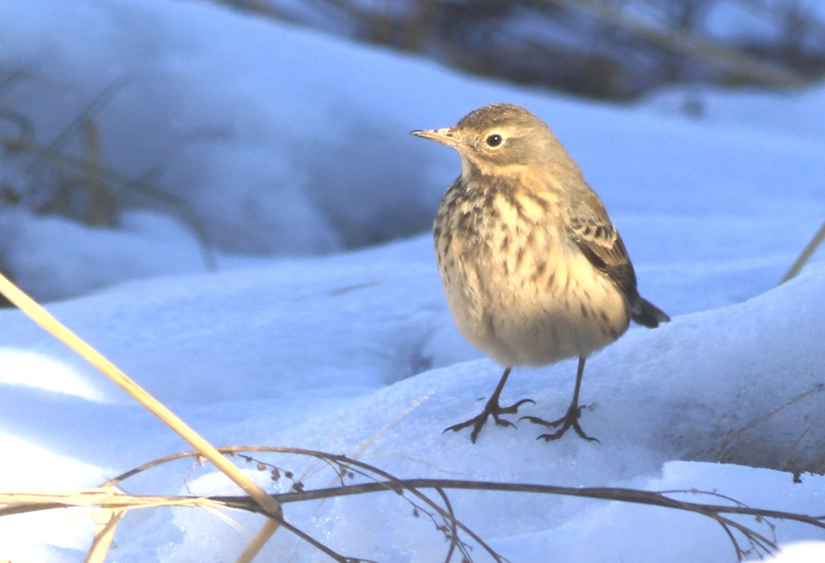 American Pipit - ML612010094