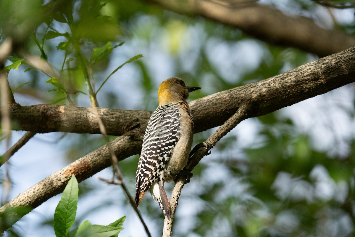 Hoffmann's Woodpecker - ML612010267