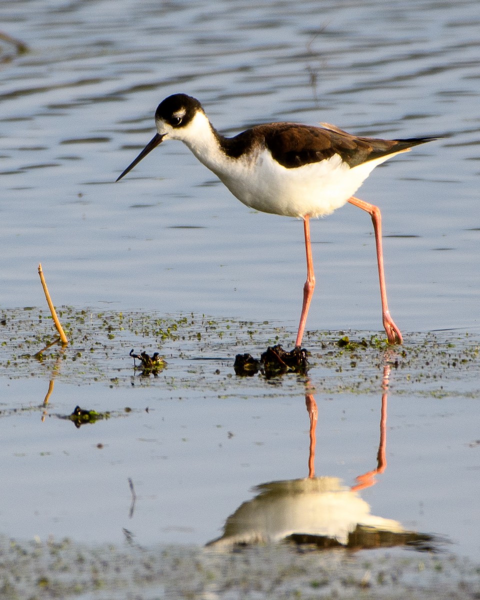 Black-necked Stilt - ML612010323