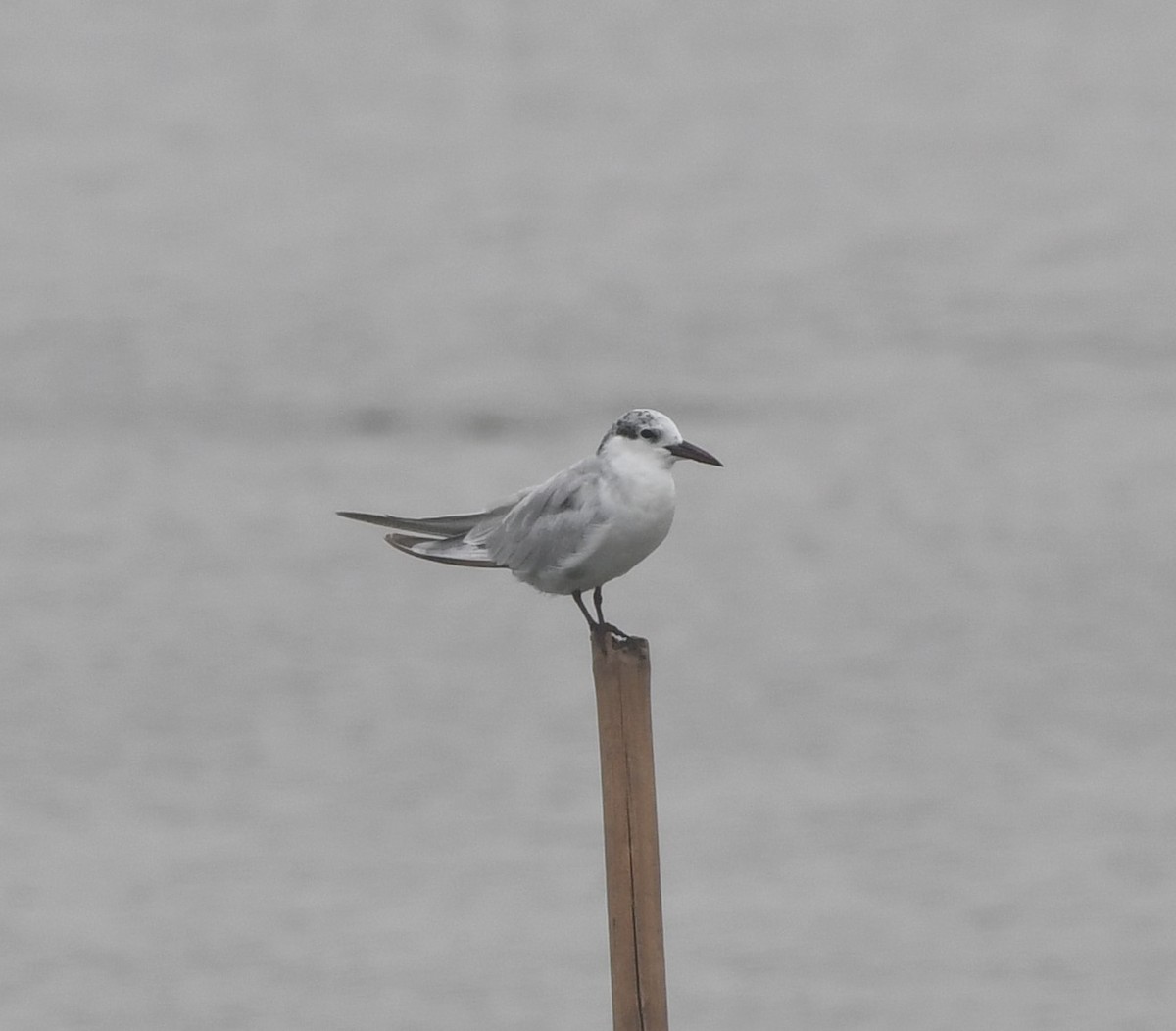 Whiskered Tern - ML612010337