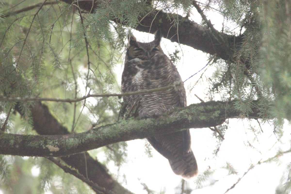 Great Horned Owl - ML612010356