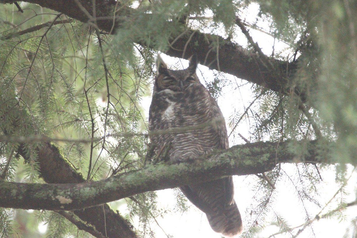 Great Horned Owl - ML612010357