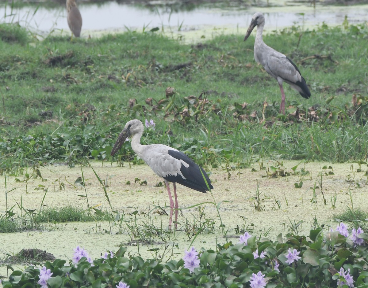Asian Openbill - ML612010364