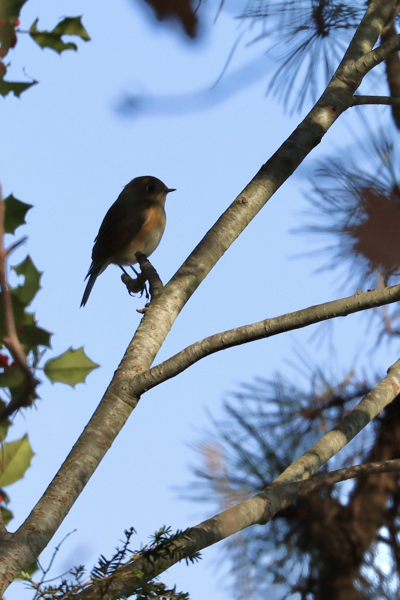 Red-flanked Bluetail - ML612010509