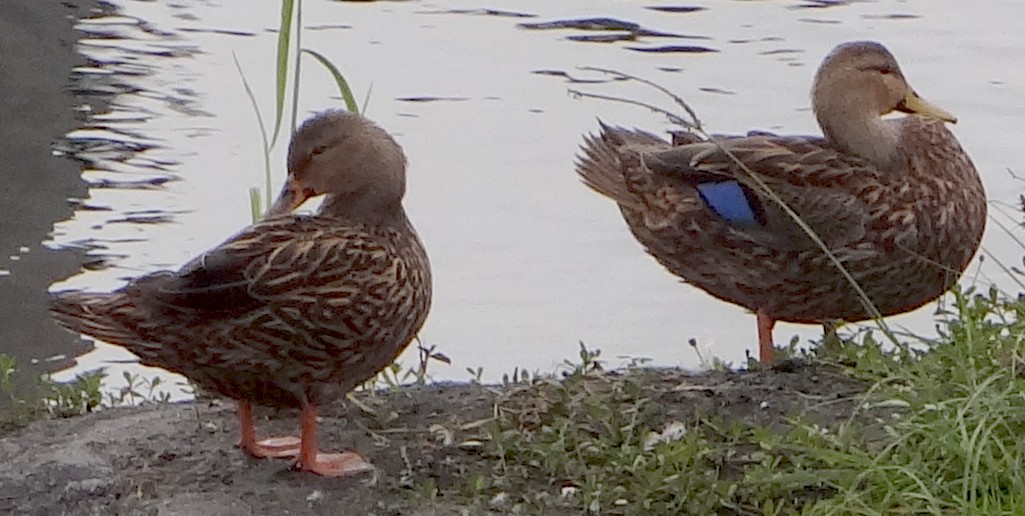 Mottled Duck - ML612010532