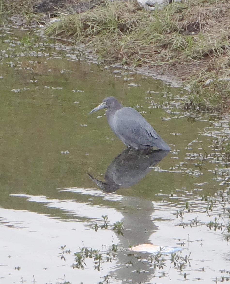 Little Blue Heron - ML612010536