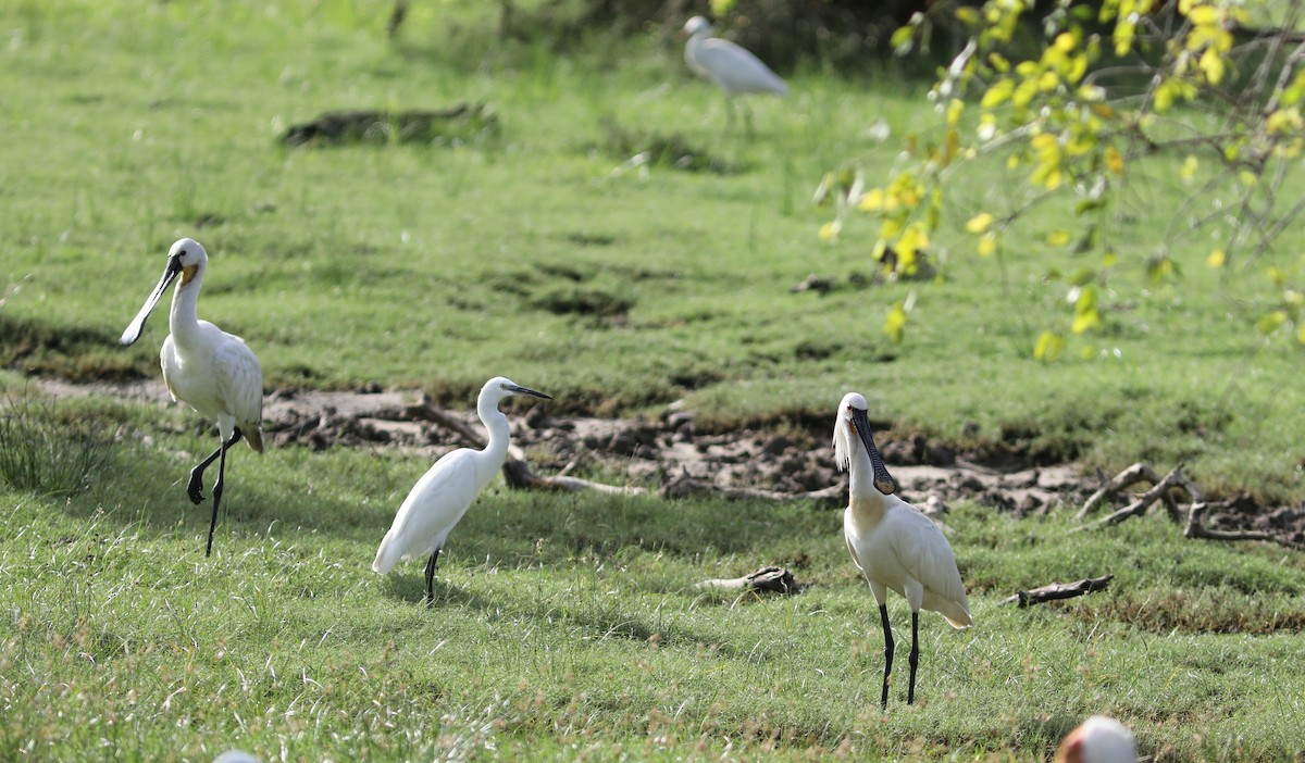 Eurasian Spoonbill - ML612010553