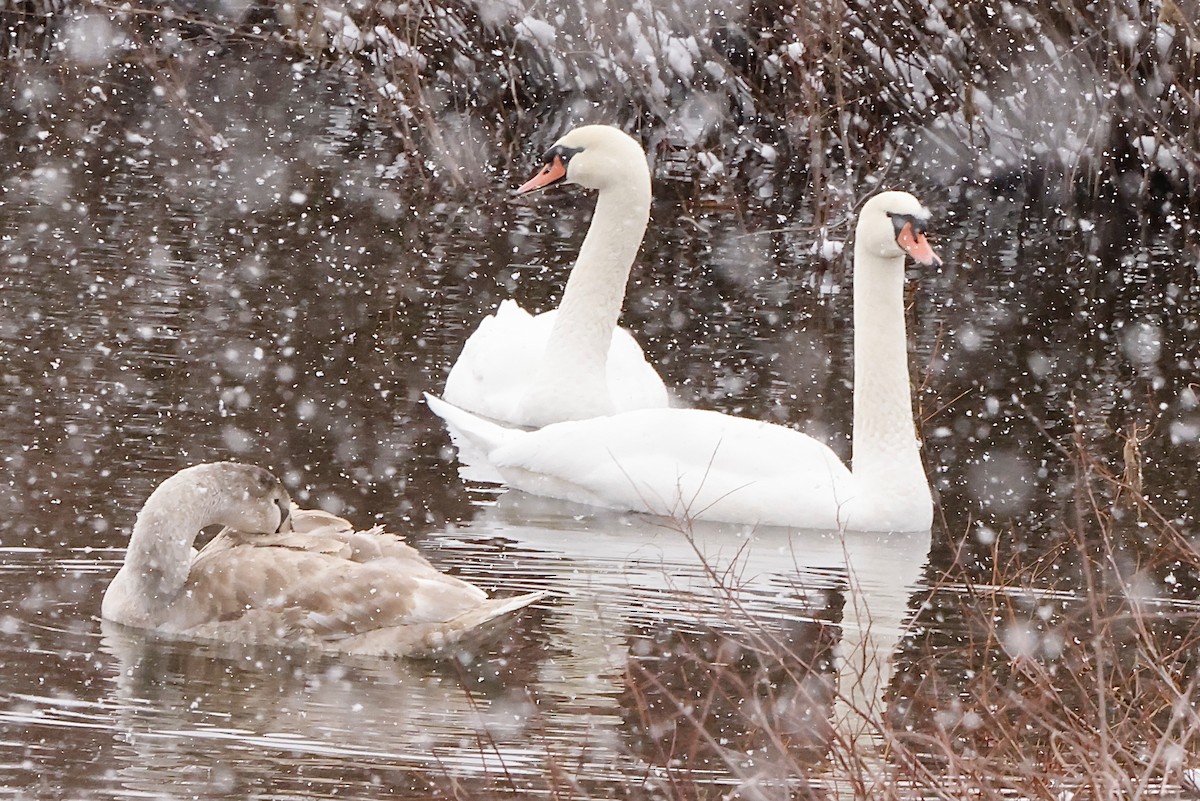 Mute Swan - ML612010690