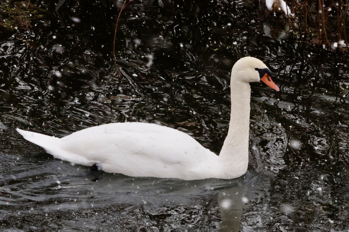 Cygne tuberculé - ML612010692